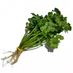 Coentro