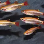 Albonubes Dorados