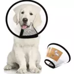 Talla 2+ ( 42 - 46 cm )