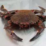Nécoras
