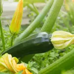 Zucchini