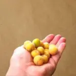 Cabeludinha (200g)