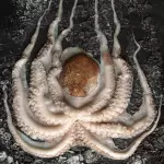 Pulpo