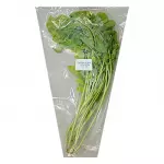 Hydroponic Arugula Lettuce