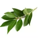 Laurel