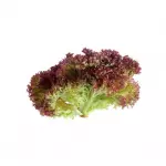 Lechuga Hidropónica Morada