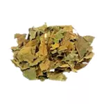 Abacateiro - 20g