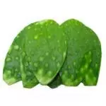 Nopal Cambray