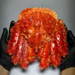 KING CRAB