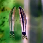 Otocinclus $4