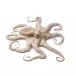 PULPO CRUDO