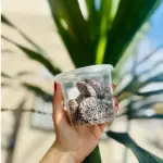 BISCOITO DE CHOCOLATE COM COCO