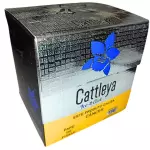 Cattleya