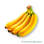 Banano Maduro