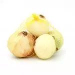 Cebolla Cabezona Blanca Malla