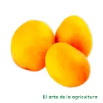 Mango de Azúcar