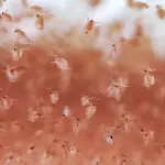 Daphnia