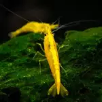 Yellow golden back