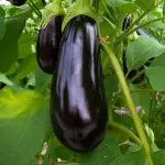 Berinjela