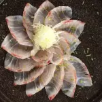 Carpaccio de peixe branco
