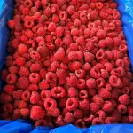 Framboesa congelada a Granel