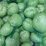 CHAYOTE  TIERNO MALLA