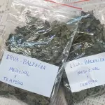 Erva-baleeira desidratada (10g)