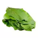 Hoja Santa