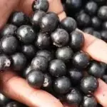 Açai