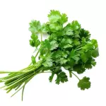 CILANTRO 香菜