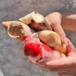 Gelattos Gourmet
