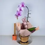 A437 Orquidea Cascata "Serena"