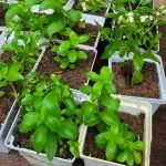 Muda de stevia - Hermanny