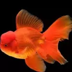 Goldfish orandas