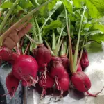 Rabanete com folhas
