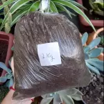 SUBSTRATO PARA PLANTAS ORGÂNICO