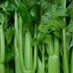 APIO VERDE KILO