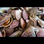 Ostion - Oysters