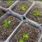 PRETINHO BÁSICO 350G