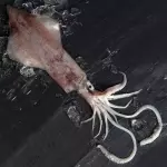 Calamares