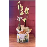 Orquídea