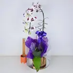 A449 Orquidea Cascata "Especial"