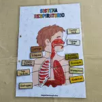 Sistema Respiratorio