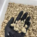 VONGOLE LIMPO