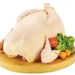 GALLINA