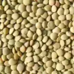 Lentilha canadense