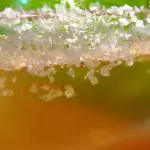 VASO ESCARCHADO
