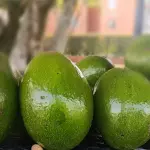 Aguacate choquette 8.000
