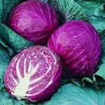 Repolho Roxo unidade