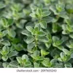 OREGANO ROLLO